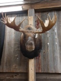 Big Moose Shoulder Mount Taxidermy