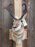 Pronghorn Antelope Shoulder Mount Taxidermy