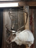 Caribou Shoulder Mount Taxidermy