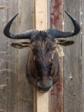 African Blue Wildebeest Shoulder Mount Taxidermy