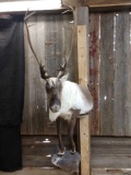 Caribou Half Body Taxidermy Mount