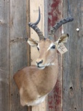 African Impala Shoulder Mount