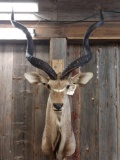 African Kudu Shoulder Mount Taxidermy