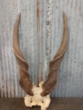 African Eland Horns On Skull Plate