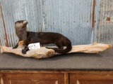 Otter On Driftwood Full Body Taxidermy Mount