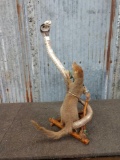 Mongoose Fighting A Cobra Taxidermy Mount