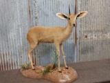 African Duiker Full Body Taxidermy Mount