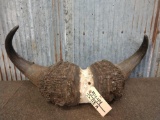 African Cape Buffalo Horns On Skull Plate