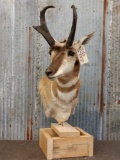 5.53 Pronghorn Antelope Pedestal Taxidermy Mount