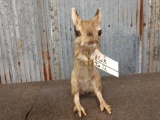 Rare African Spring Hare Full Body Mount