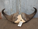 African Cape Buffalo Horns On Skull Plate