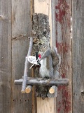 Bow Hunting Squirrel In A Tree Stand Taxidermy