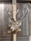 Big Red Stag Shoulder Mount