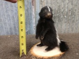 Baby Skunk Full Body Taxidermy Mount