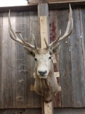 Shoulder Mount Elk Taxidermy