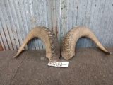 Set Of Big Horn Sheep Horn Caps