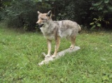 Coyote Full Body taxidermy Mount