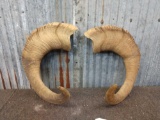 Set Of Bighorn Sheep Horn Caps