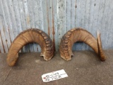 Set of Stone Sheep Horn Caps