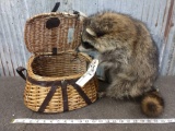 Raccoon Raiding A Fishing Creel Taxidermy