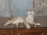 Juvenile Bobcat Full Body Taxidermy Mount