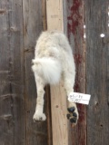 Canadian Wolf Rump taxidermy