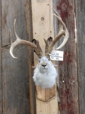 4x5 Record Book Jackalope Shoulder Mount Taxidermy