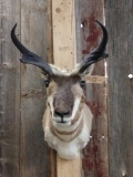 Pronghorn Antelope Shoulder Mount