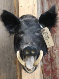 Wild Boar Hog Shoulder Mount Taxidermy