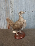 Sage Grouse Taxidermy Mount