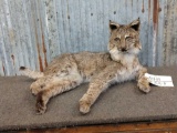 Bobcat Full Body Taxidermy Mount