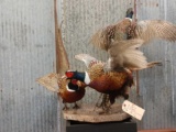 3 Taxidermy Mount Pheasants On Rotating Base