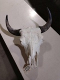 Large Herd Bull Bison Buffalo Skull