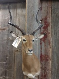 African Impala Shoulder Mount Taxidermy