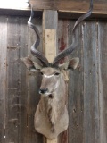 African Kudu Shoulder Mount Taxidermy