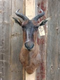 African Tsessebe Shoulder Mount Taxidermy