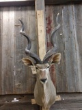 Bug African Kudu Shoulder Mount