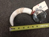 Warthog Tusks Magnifying Glass