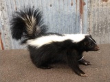 Free Standing Skunk Full Body Taxidermy Mount