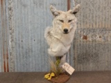 Pedestal taxidermy Mount Coyote