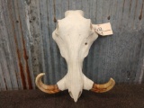 Warthog Skull