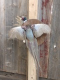 Flying Pheasant Full Body Taxidermy Mount