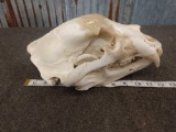 Big Black Bear Skull