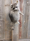 Raccoon Hanging On A Limb