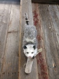 Opossum Hanging By It's Tail Taxidermy