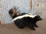 Free Standing Skunk Full Body Taxidermy Mount