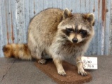 Walking Raccoon Full Body Taxidermy Mount