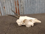 African Duiker Skull