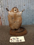 Attack Muskrat Full Body Taxidermy Mount