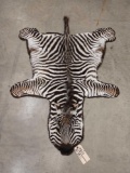 Baby Zebra Rug Taxidermy